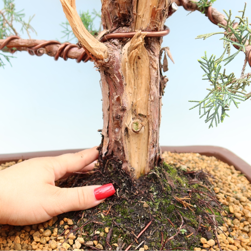 Outdoor bonsai - Juniperus chinensis Kishu