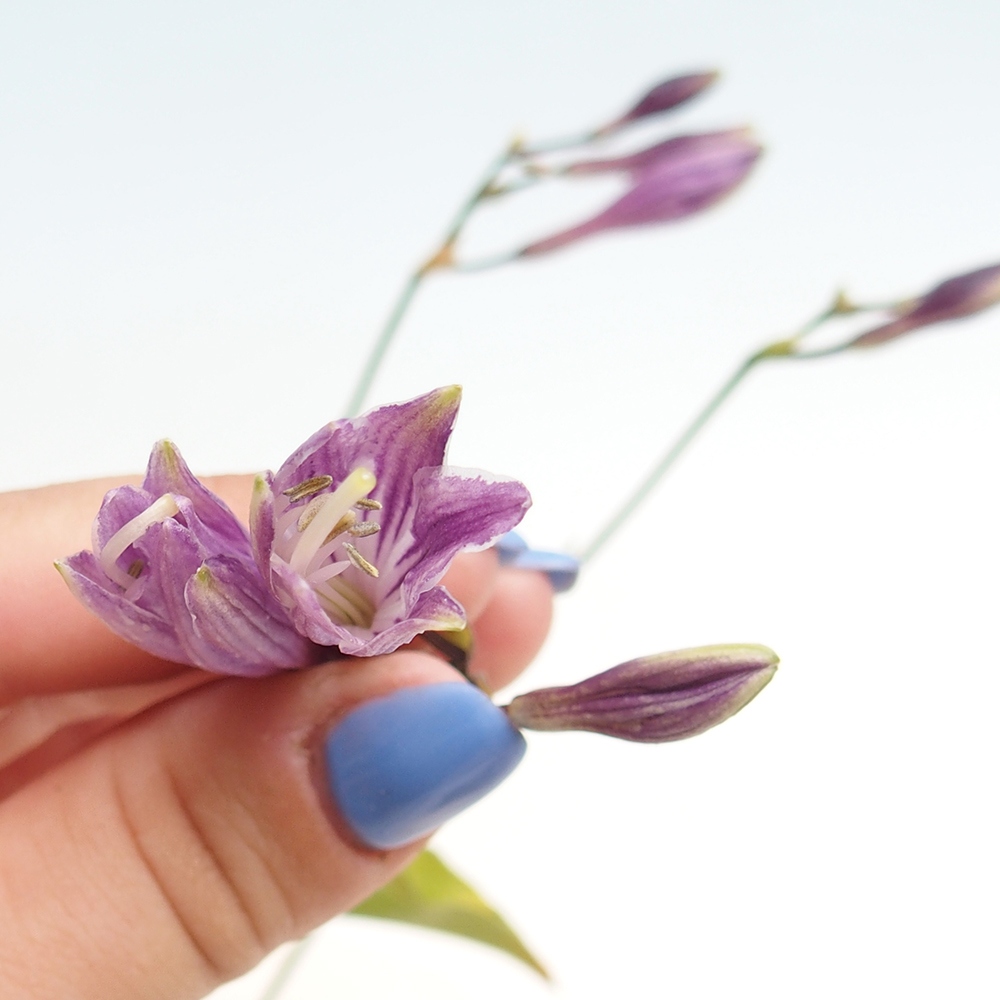 Outdoor bonsai - Mini Hosta - Goddess