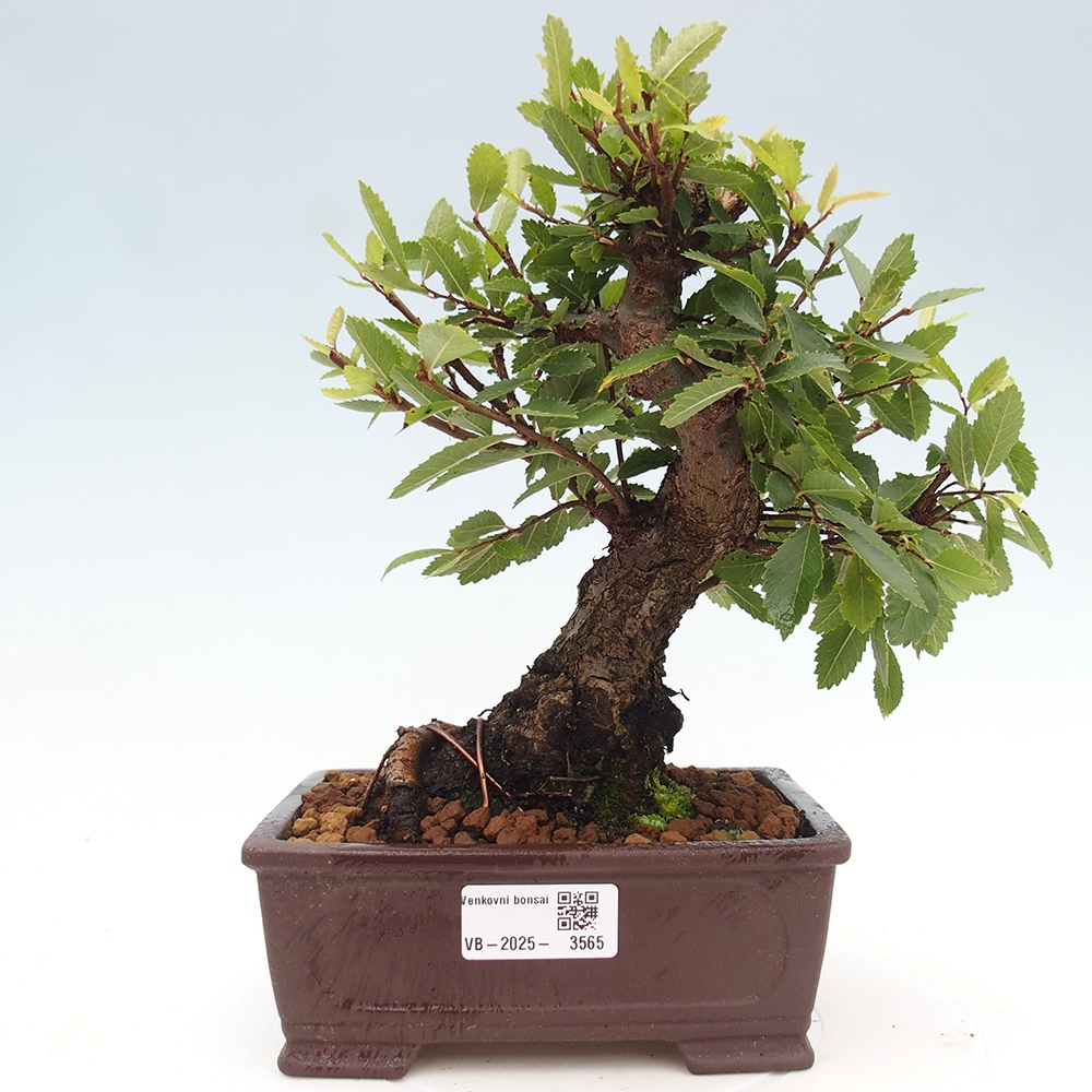 Outdoor bonsai - Zelkova - Zelkova NIRE