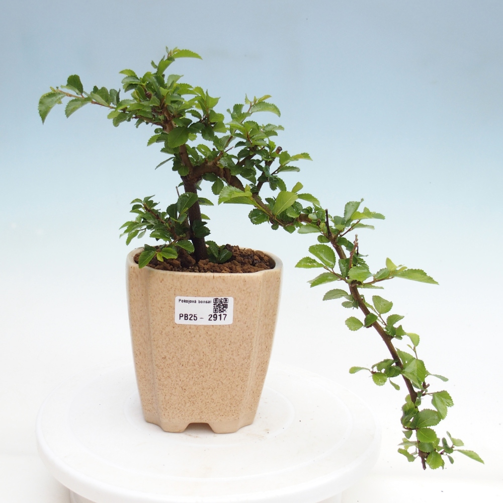 Indoor bonsai - Grewia occidentalis - Lavender star