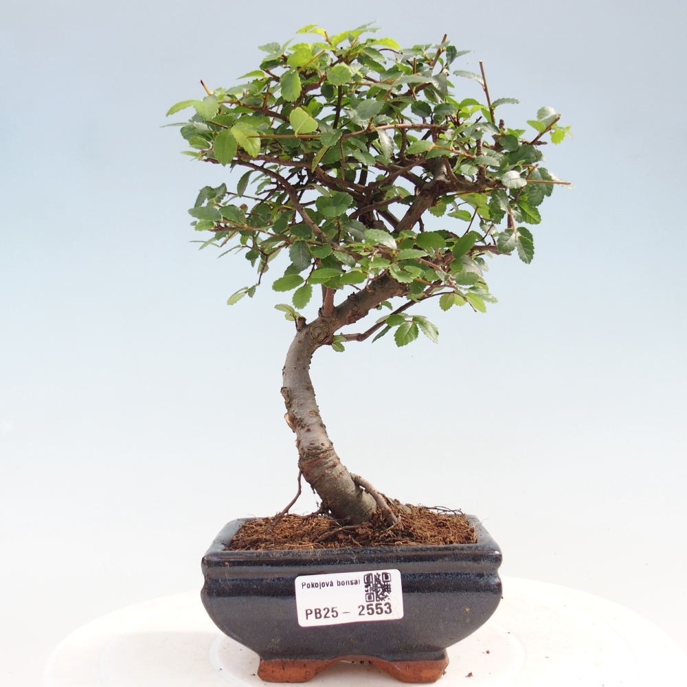 Indoor bonsai - Ulmus parvifolia - Small leaf elm