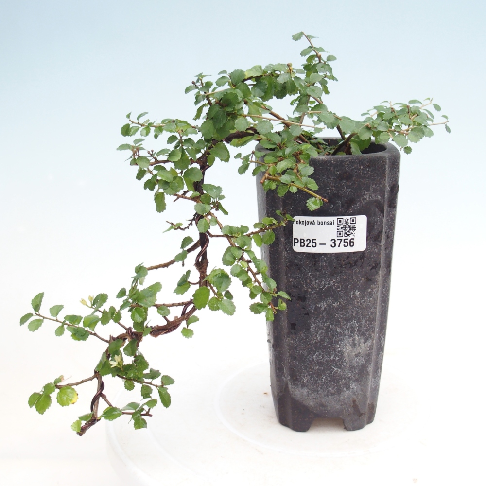 Room bonsai - Grewia sp. - Grewia malafolia