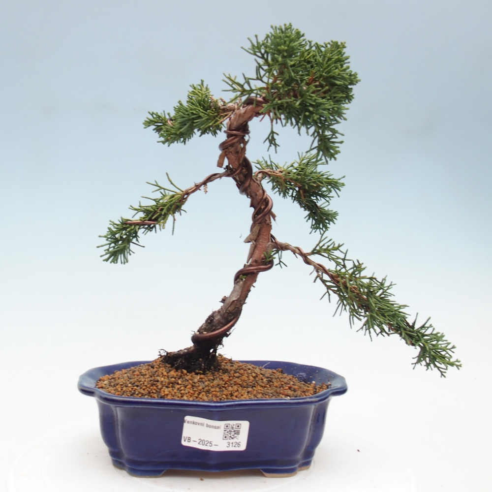 Outdoor bonsai - Juniperus chinensis Kishu - Chinese Juniper