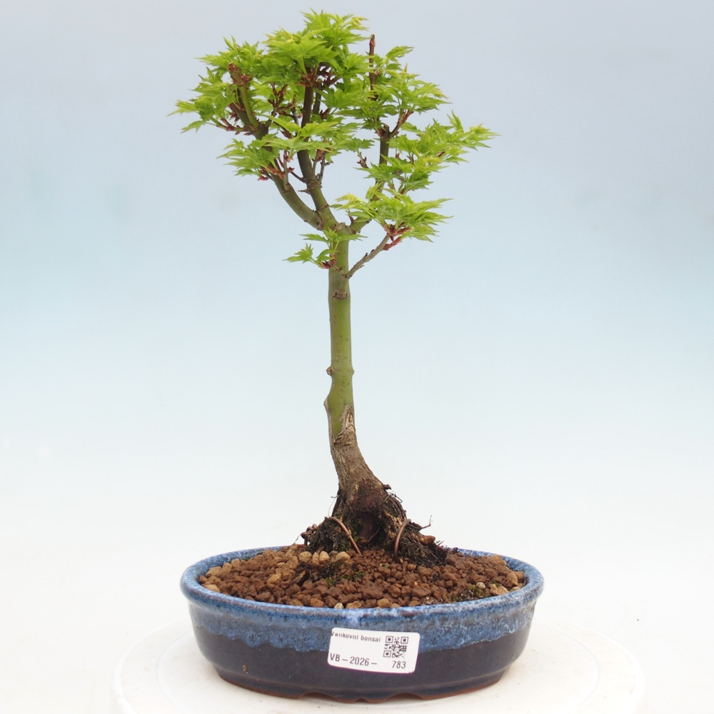 Outdoor bonsai -Javor palm Acer palmatum Shishigashira