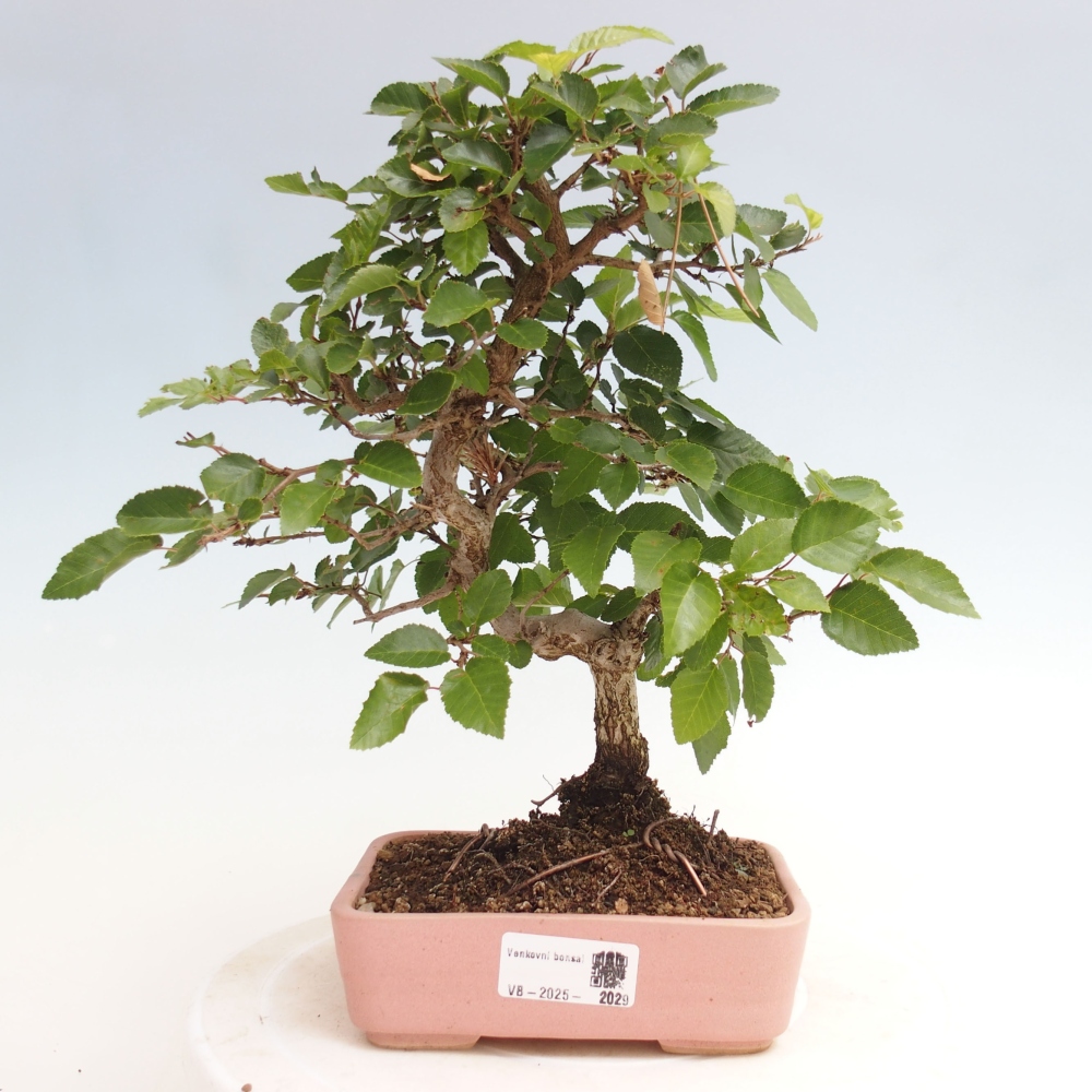 Outdoor bonsai -Carpinus CARPINOIDES - Korean hornbeam