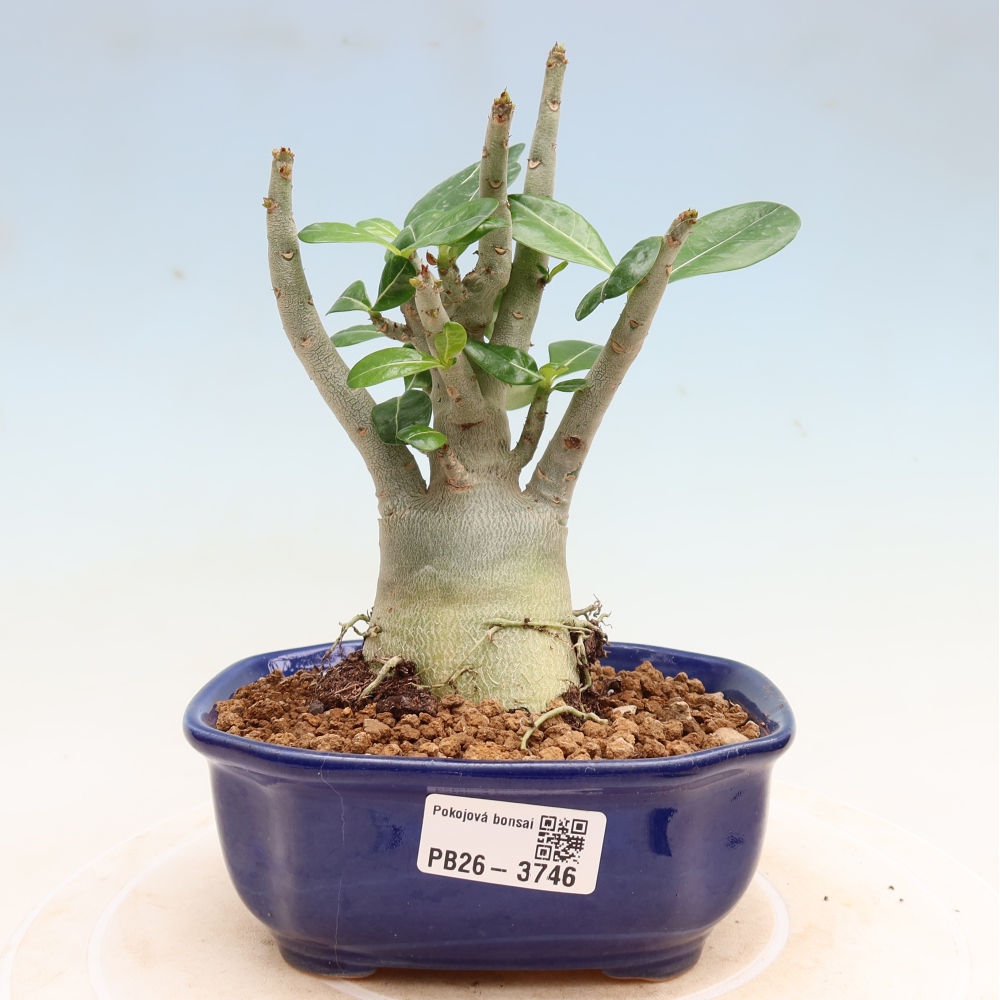 Indoor Bonsai - Adenium obesum Red Star - Desert Rose