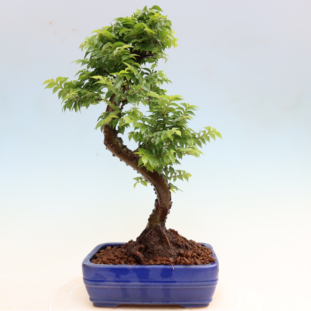 Outdoor Bonsai - Ulmus Jacqueline Hillier - European White Elm
