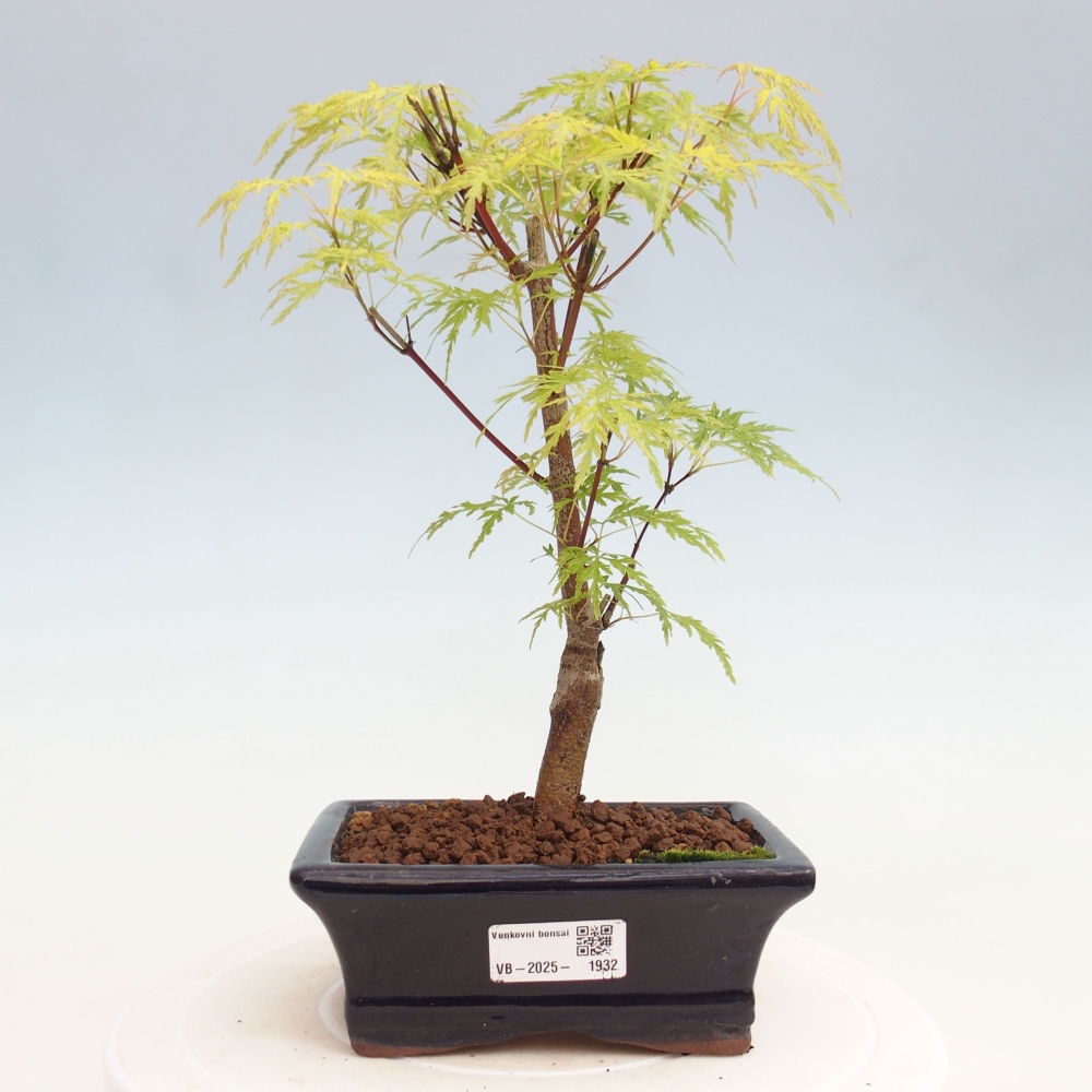 Outdoor bonsai - Acer palmatum Dissectum - Japanese Maple 