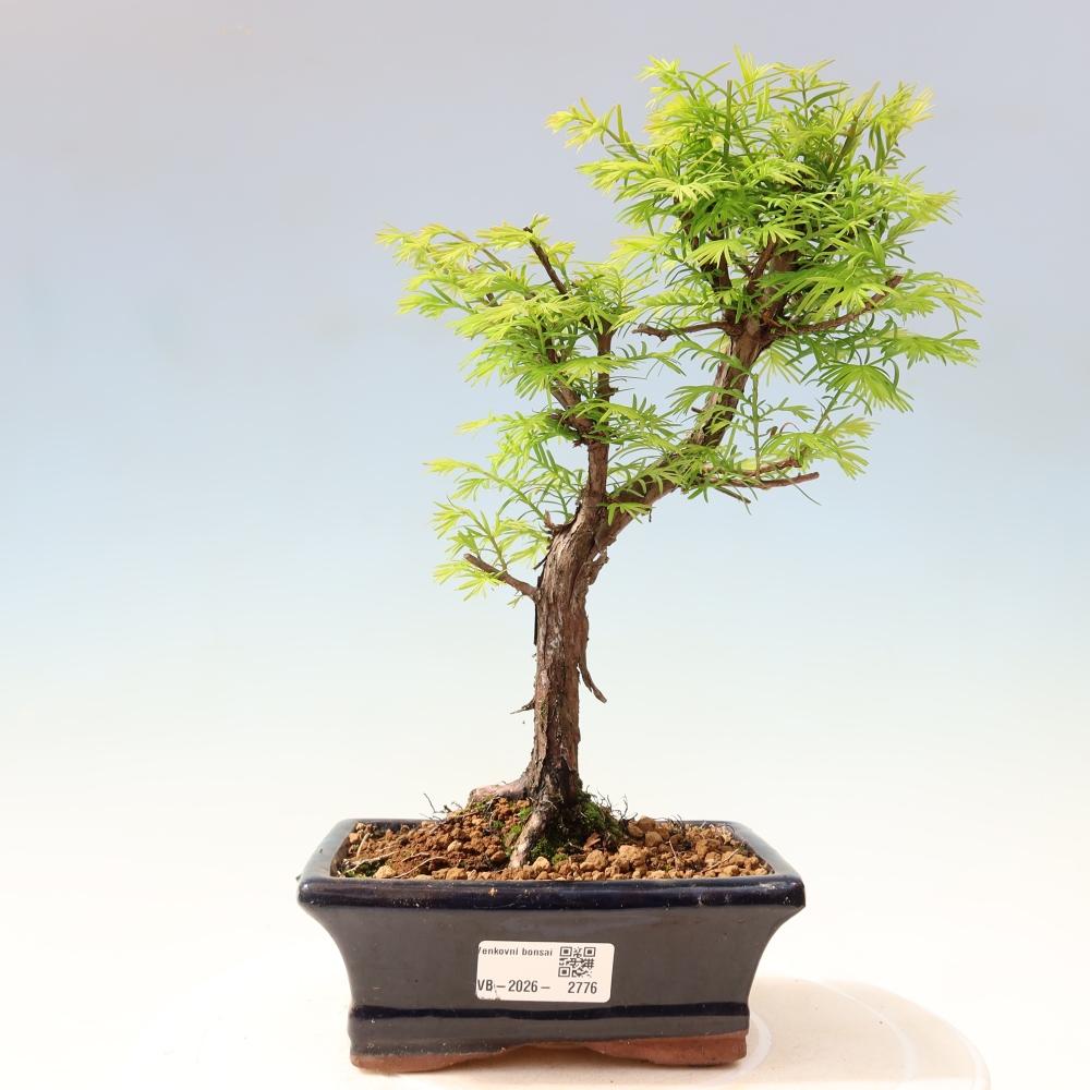 Outdoor bonsai - Metasequoia glyptostroboides - Chinese Metasequoia