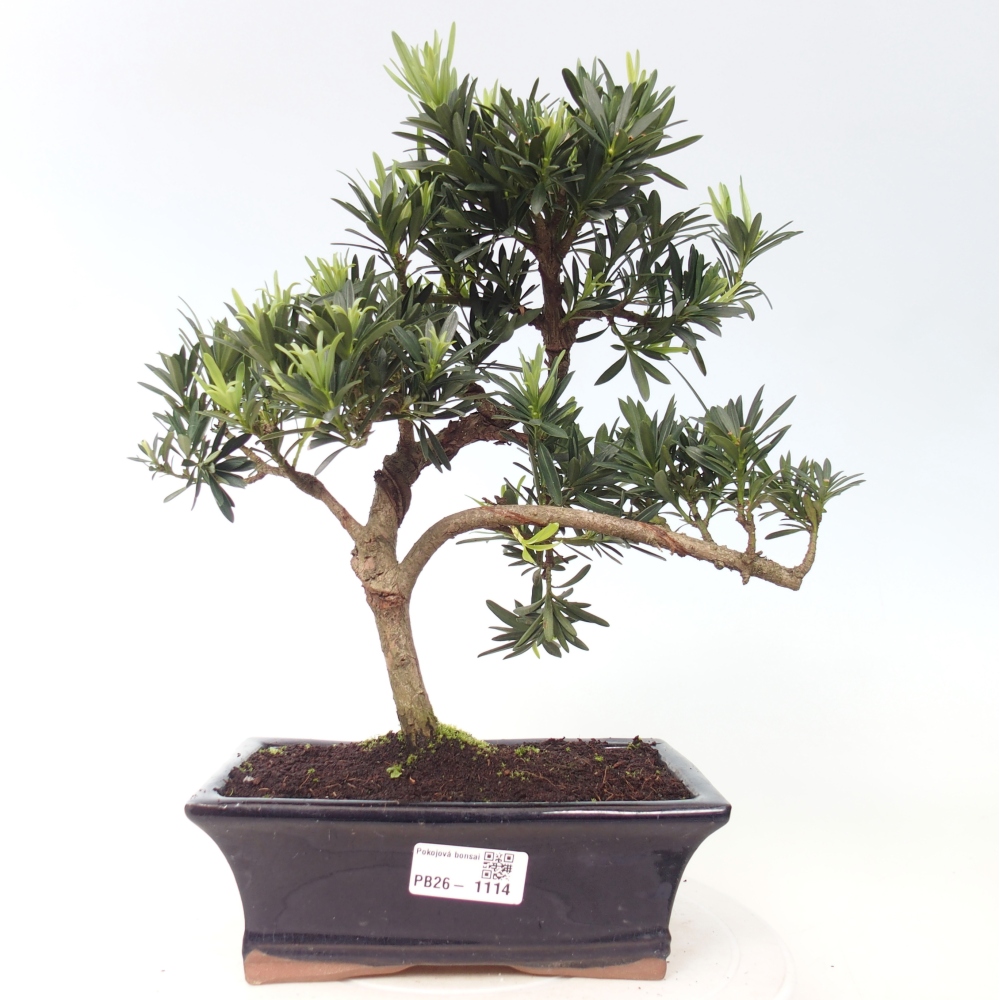 Room bonsai - Podocarpus - Stone Yew