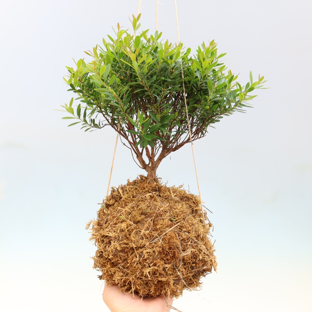 Kokedama in a Ceramic Pot - Syzygium - Pimento Tree