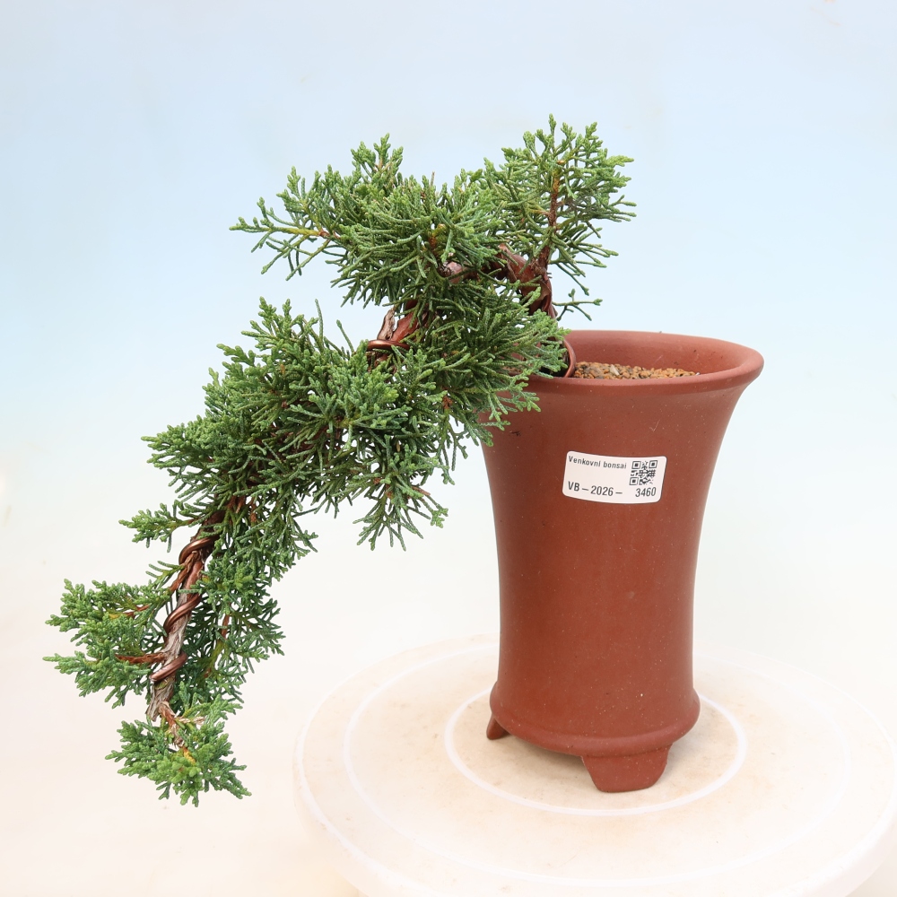 Outdoor bonsai - Juniperus chinensis Kishu