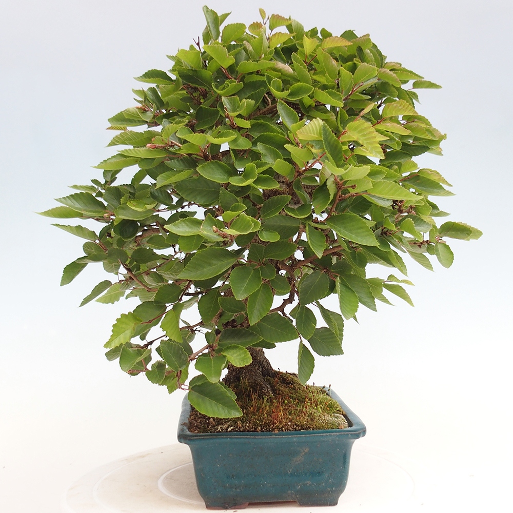 Outdoor bonsai - Carpinus Coreana - Korean hornbeam