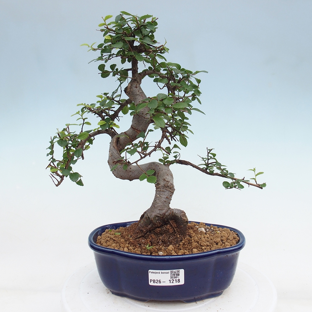 Room bonsai - Ulmus parvifolia - Small-leaved elm