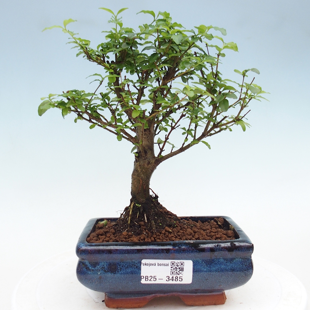 Room bonsai -Ligustrum chinensis - Birds Beak