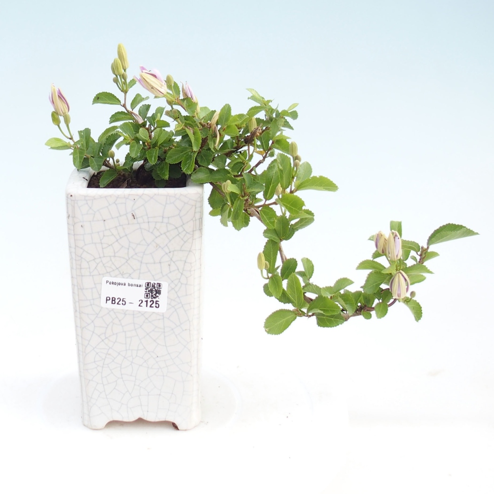 Indoor bonsai - Grewia occidentalis - Lavender star