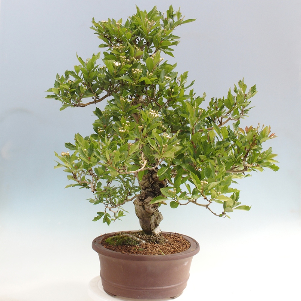 Outdoor bonsai - Hawthorn - Crataegus cuneata