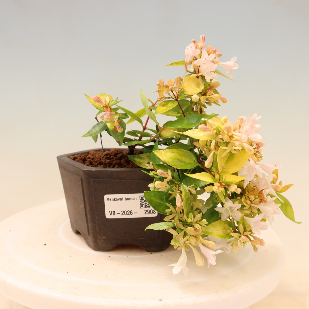 Outdoor Bonsai - Abelia 'Kleidoscope' - Large-flowered Abelia