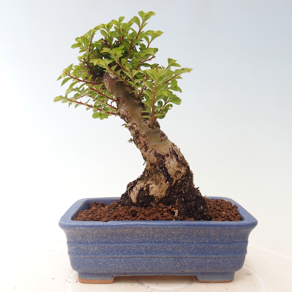 Outdoor bonsai - Ulmus parvifolia Sagei - Small-leaved elm