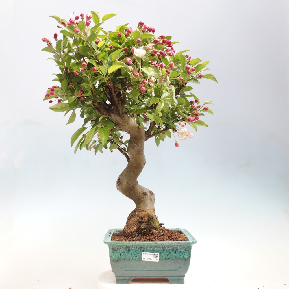 Outdoor bonsai -Malus halliana - Small-fruited apple tree