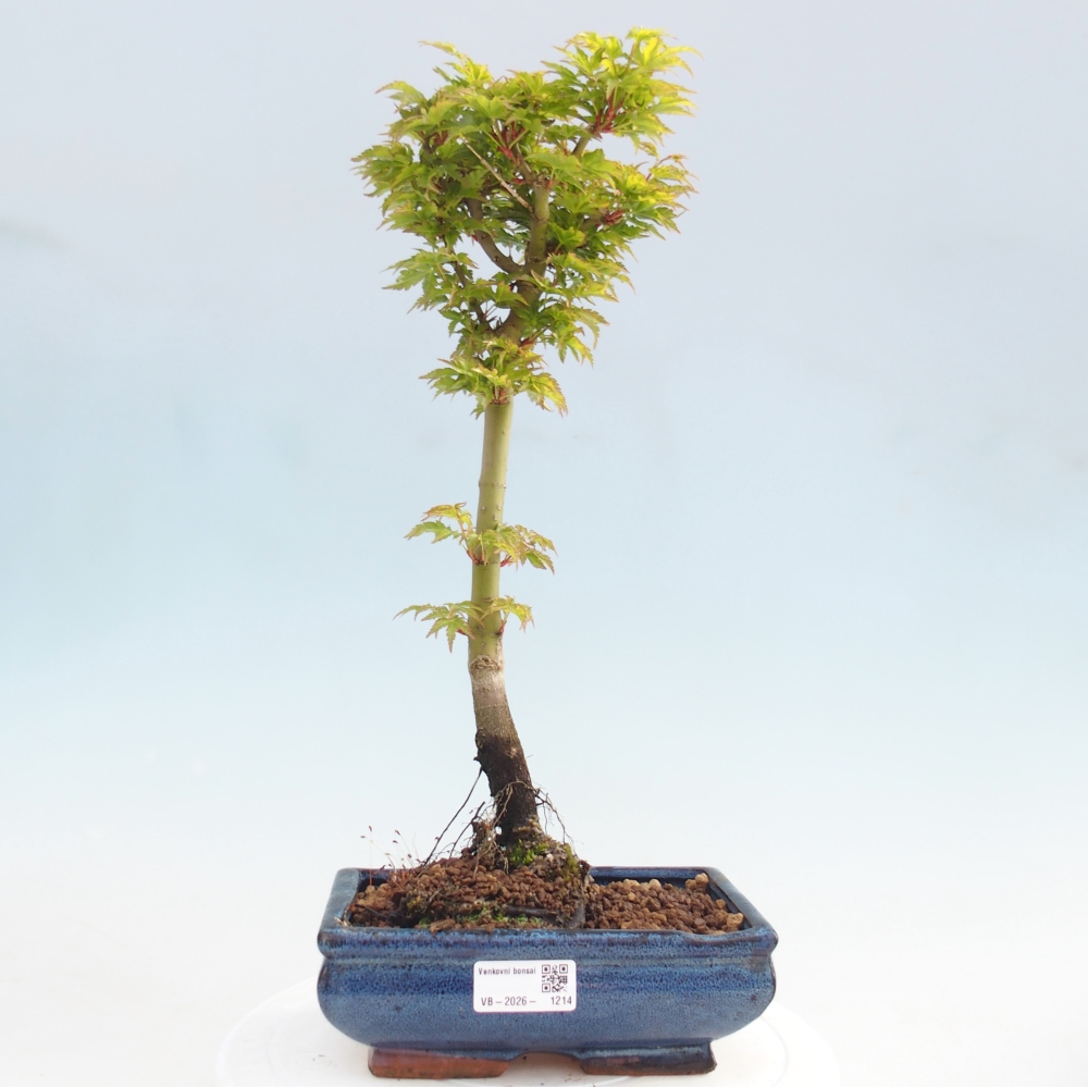 Outdoor bonsai -Javor palm Acer palmatum Shishigashira