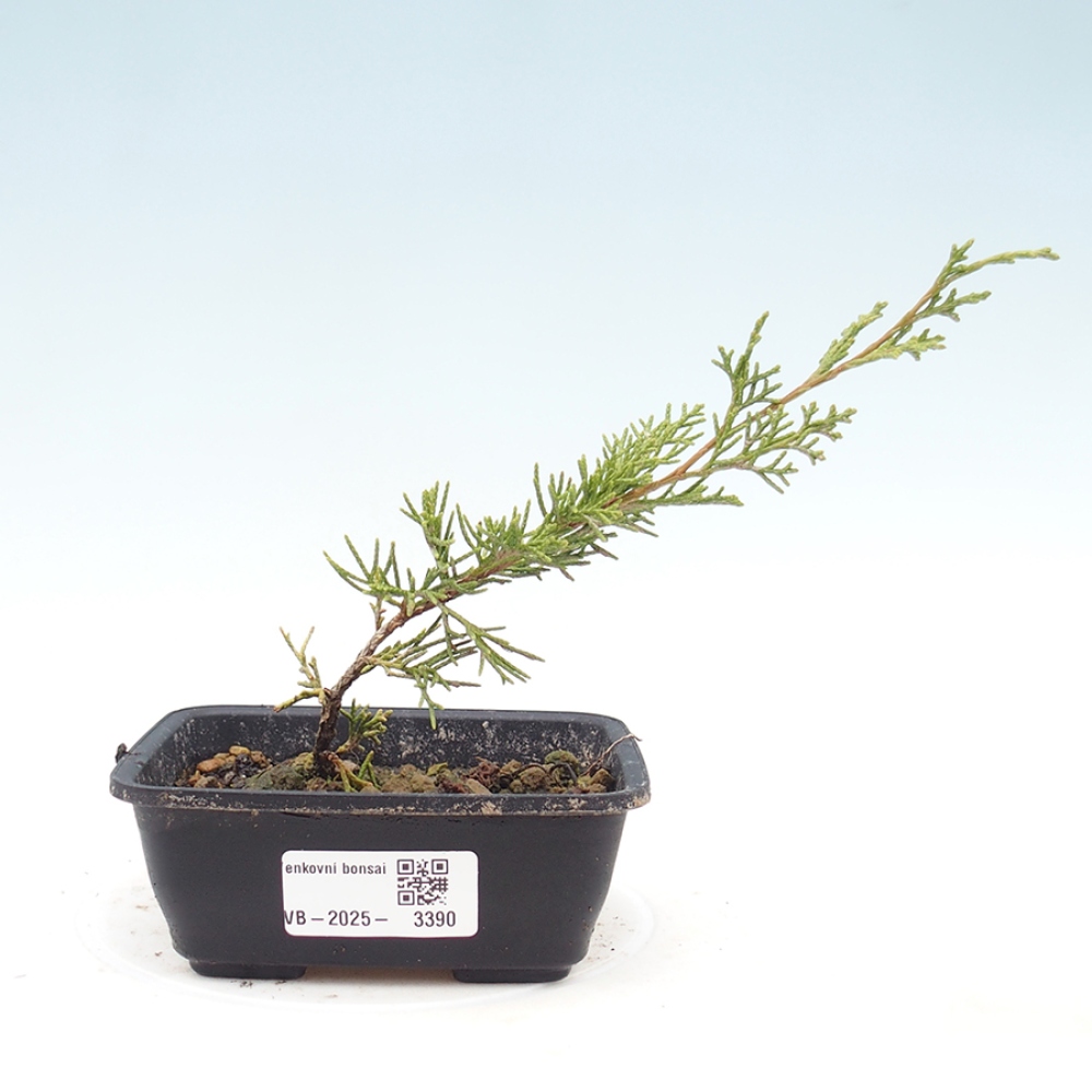 Outdoor bonsai - Juniperus chinensis Itoigawa