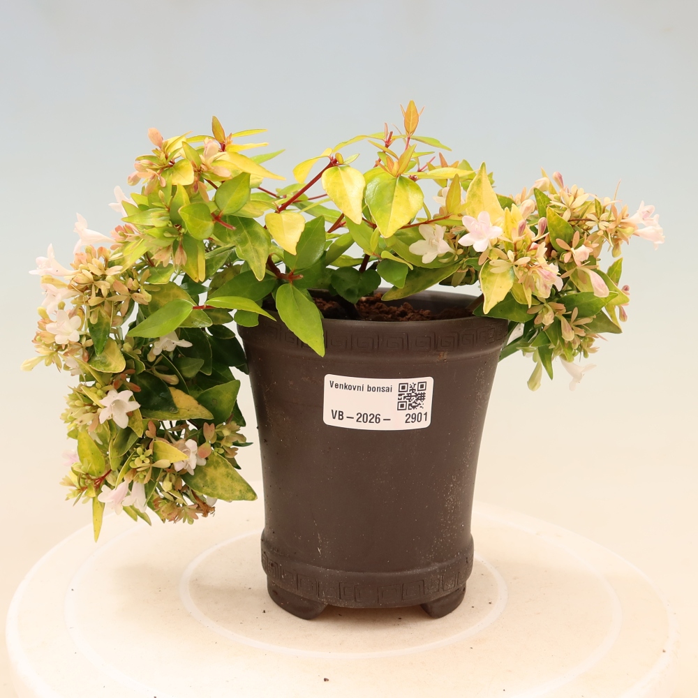 Outdoor Bonsai - Abelia 'Kleidoscope' - Large-flowered Abelia