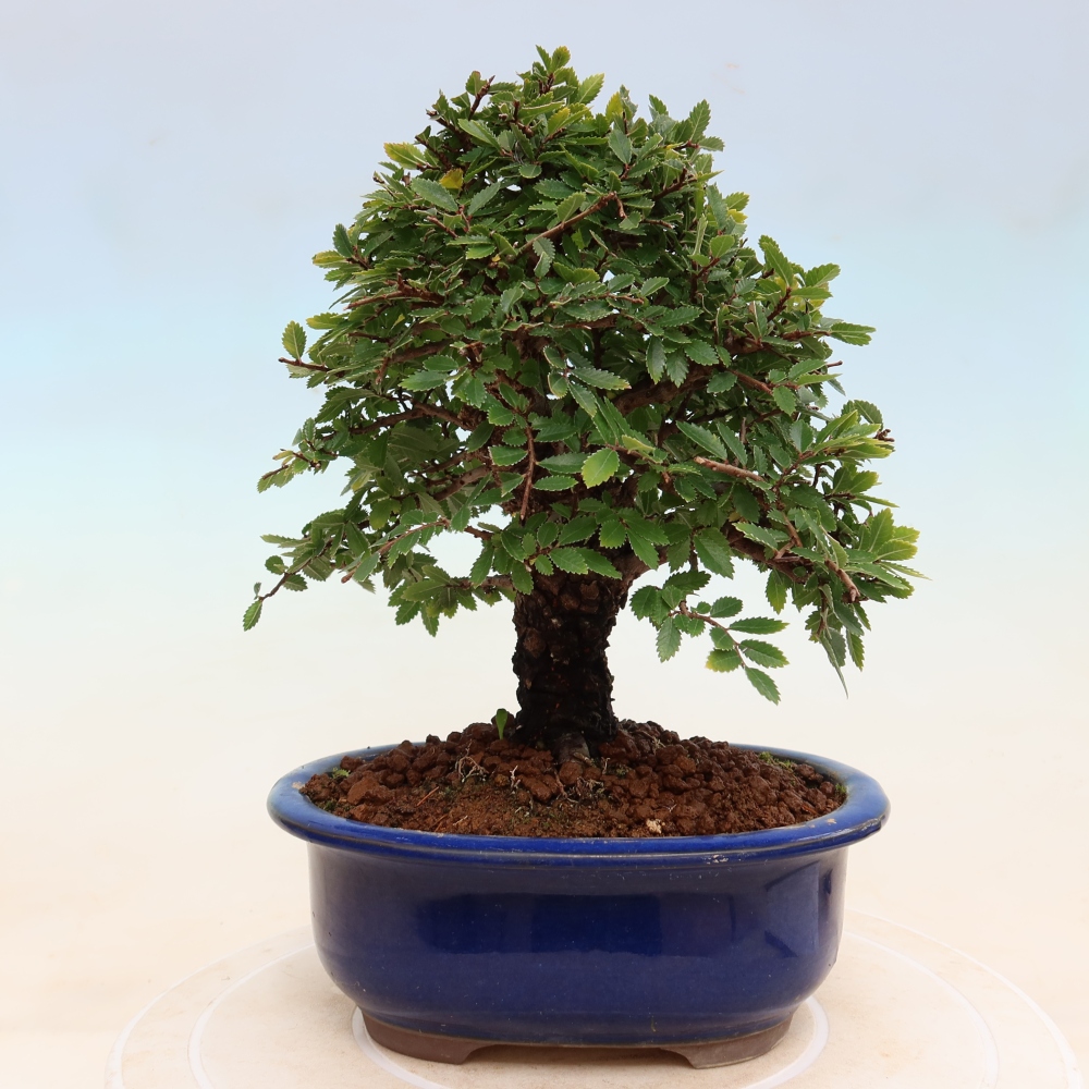 Outdoor bonsai - Zelkova - Zelkova NIRE