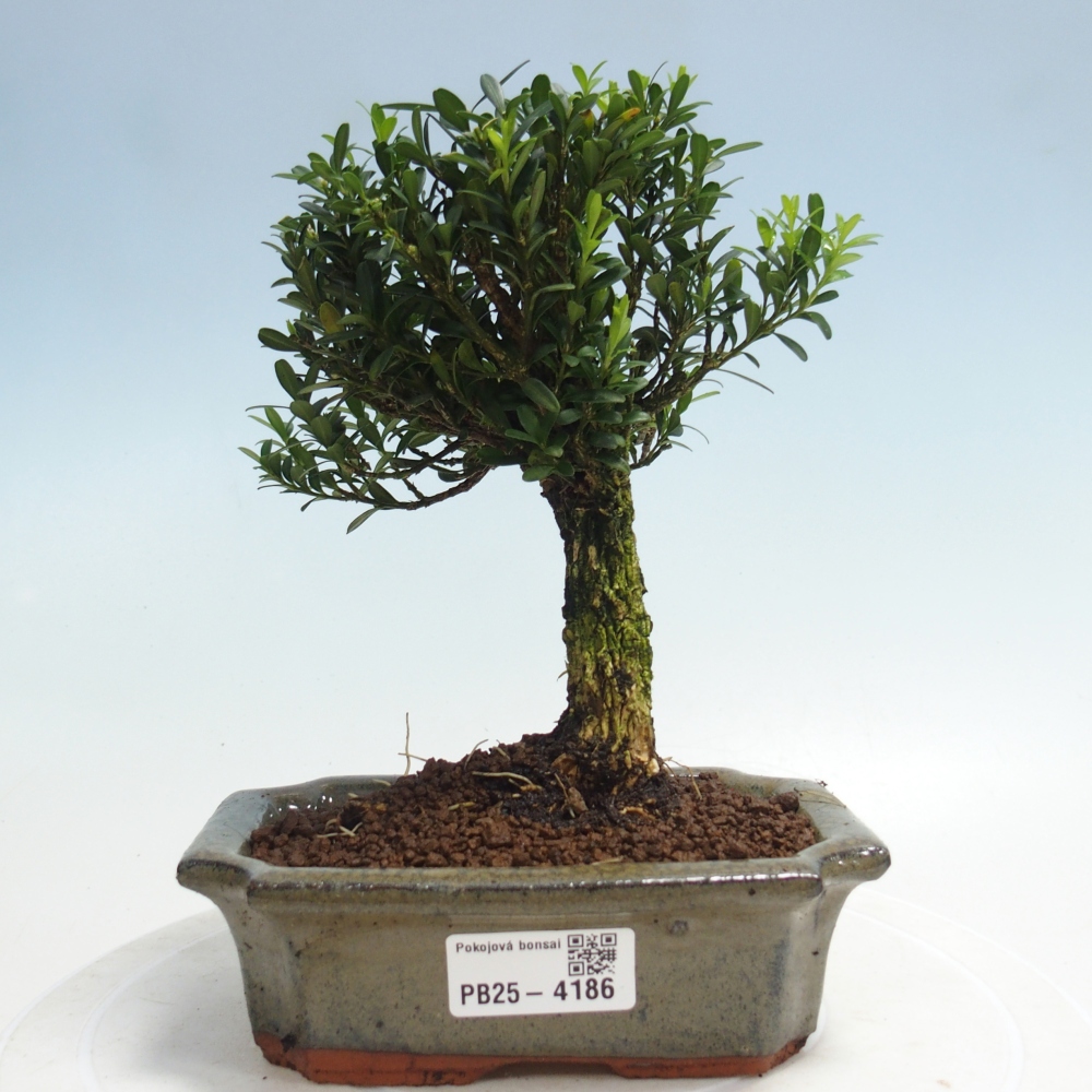 Room bonsai - Buxus harlandii - cork buxus
