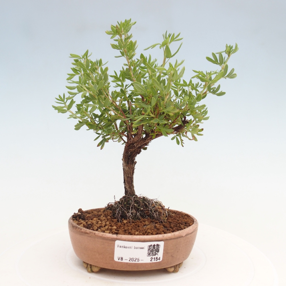 Outdoor bonsai-Cinquefoil - Potentila fruticosa yellow Bird