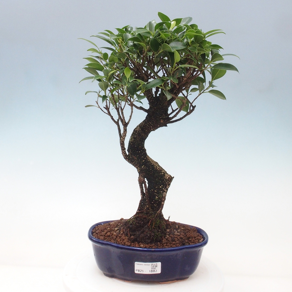 Indoor bonsai - Ficus retusa - small ficus
