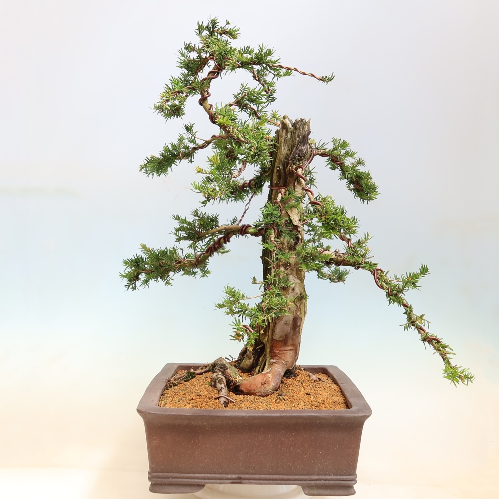 Outdoor Bonsai - Taxus baccata  - Red Yew