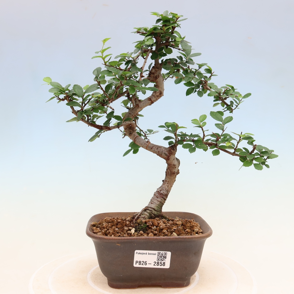 Room bonsai - Ulmus parvifolia - Small-leaved elm