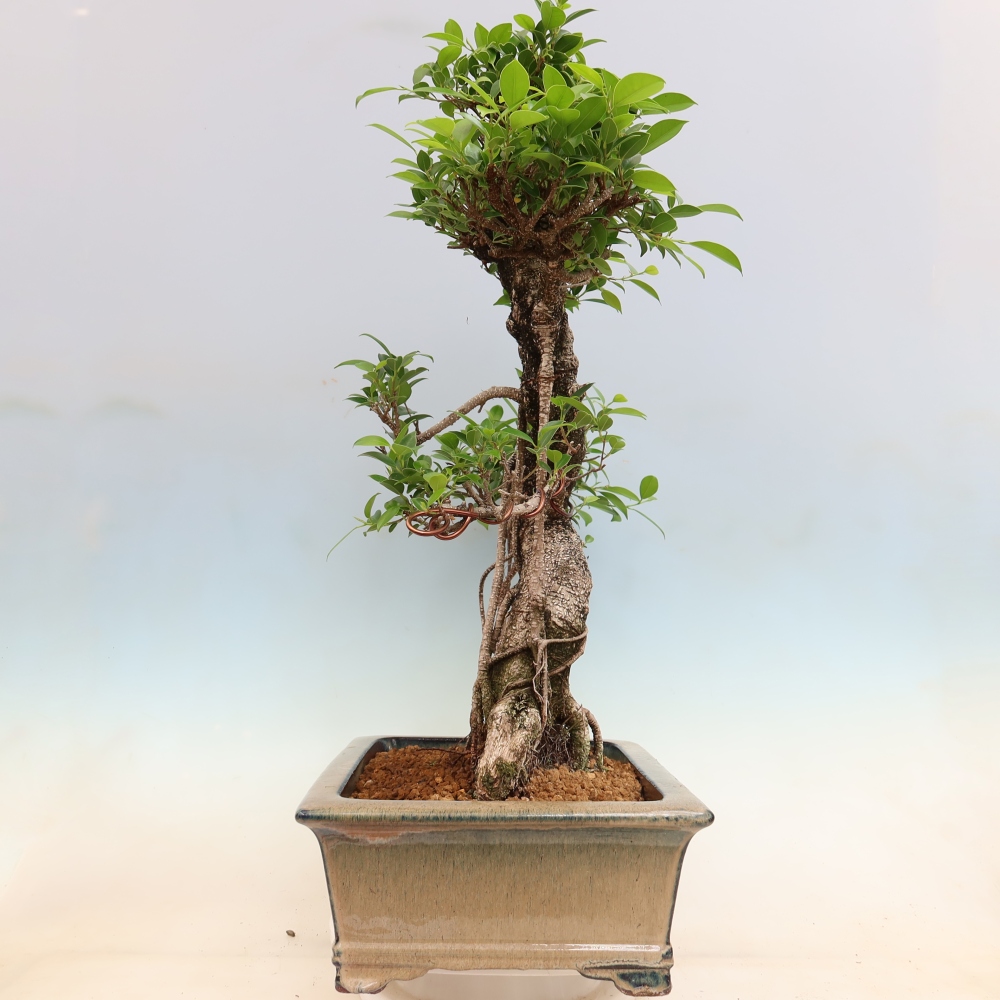 Room bonsai - Ficus kimmen - small-leaved ficus