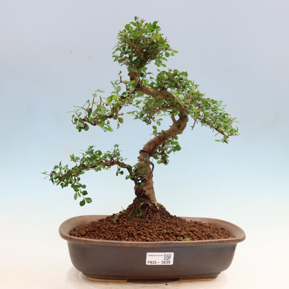 Room bonsai -Ligustrum retusa - small-leaved bird's beak