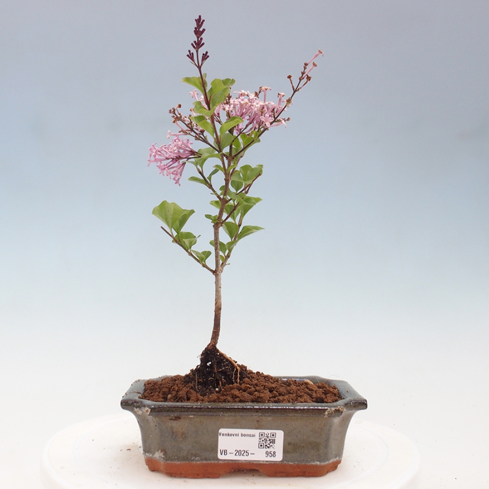 Outdoor bonsai - Syringa Meyeri Palibin - Meyer's Lilac