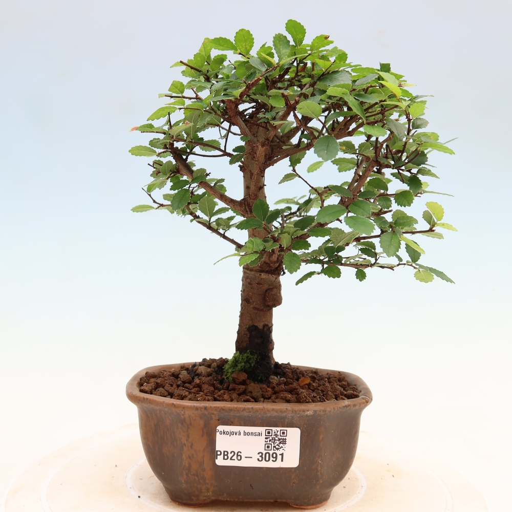Room bonsai - Ulmus parvifolia - Small-leaved elm