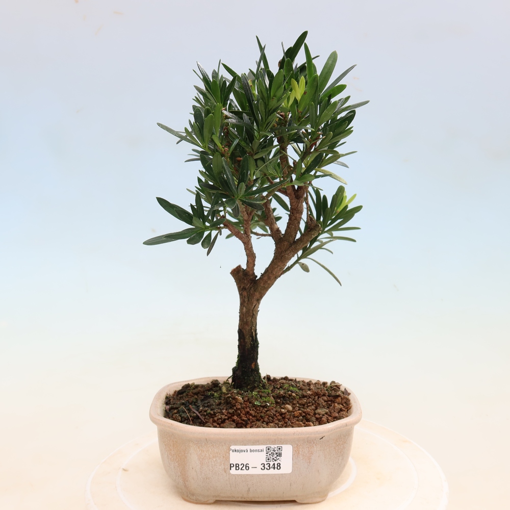 Room bonsai - Podocarpus - Stone Yew
