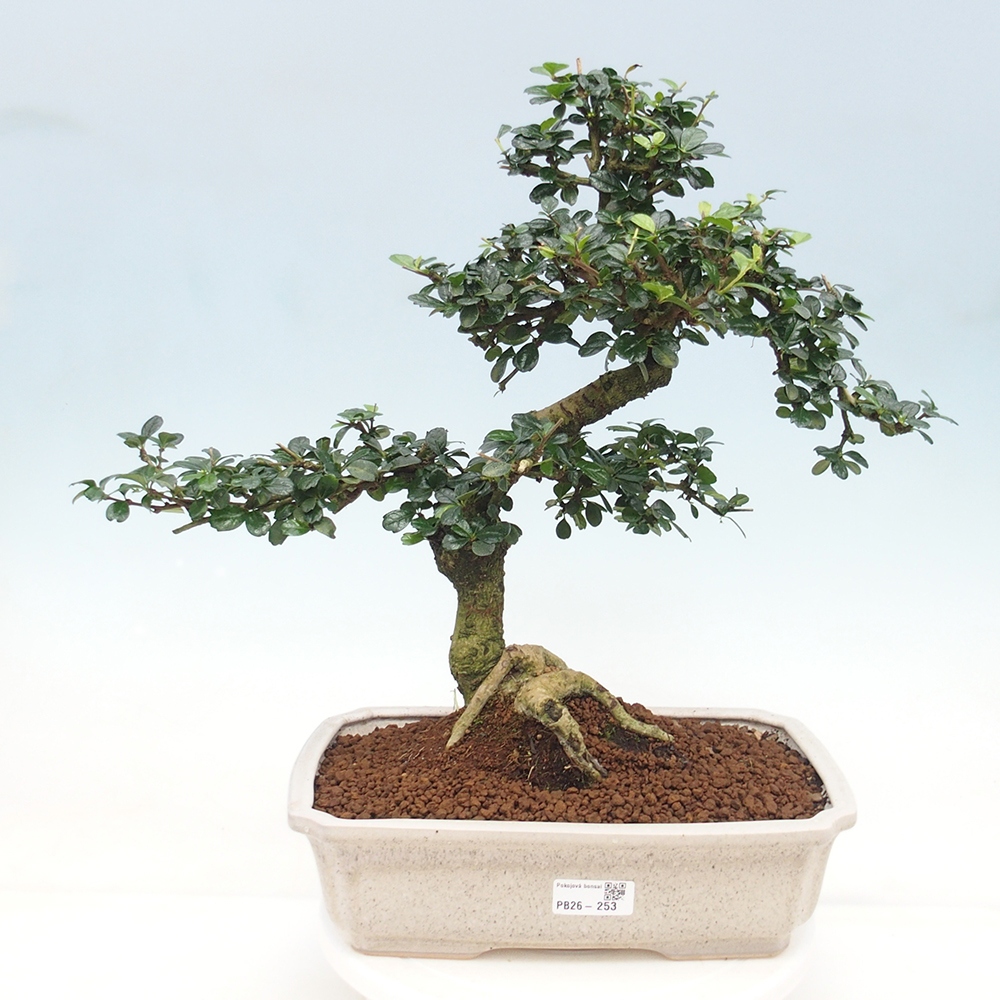 Room bonsai - Carmona macrophylla - Tea fuki