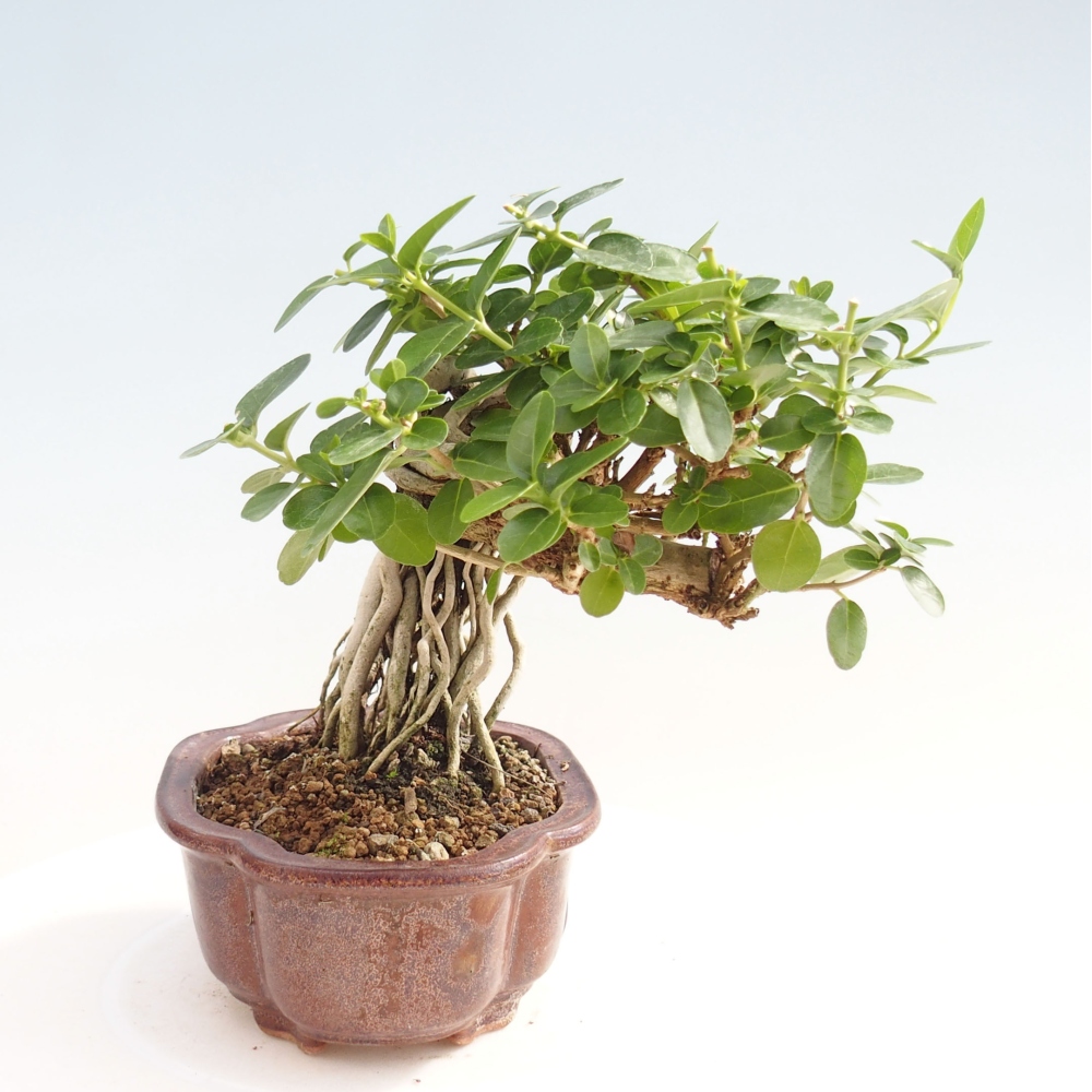 Indoor bonsai - Premna serratifolia - Kozlovon small-leaved