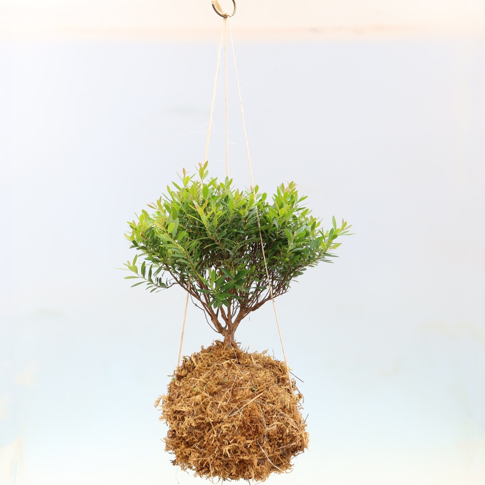 Kokedama in a Ceramic Pot - Syzygium - Pimento Tree