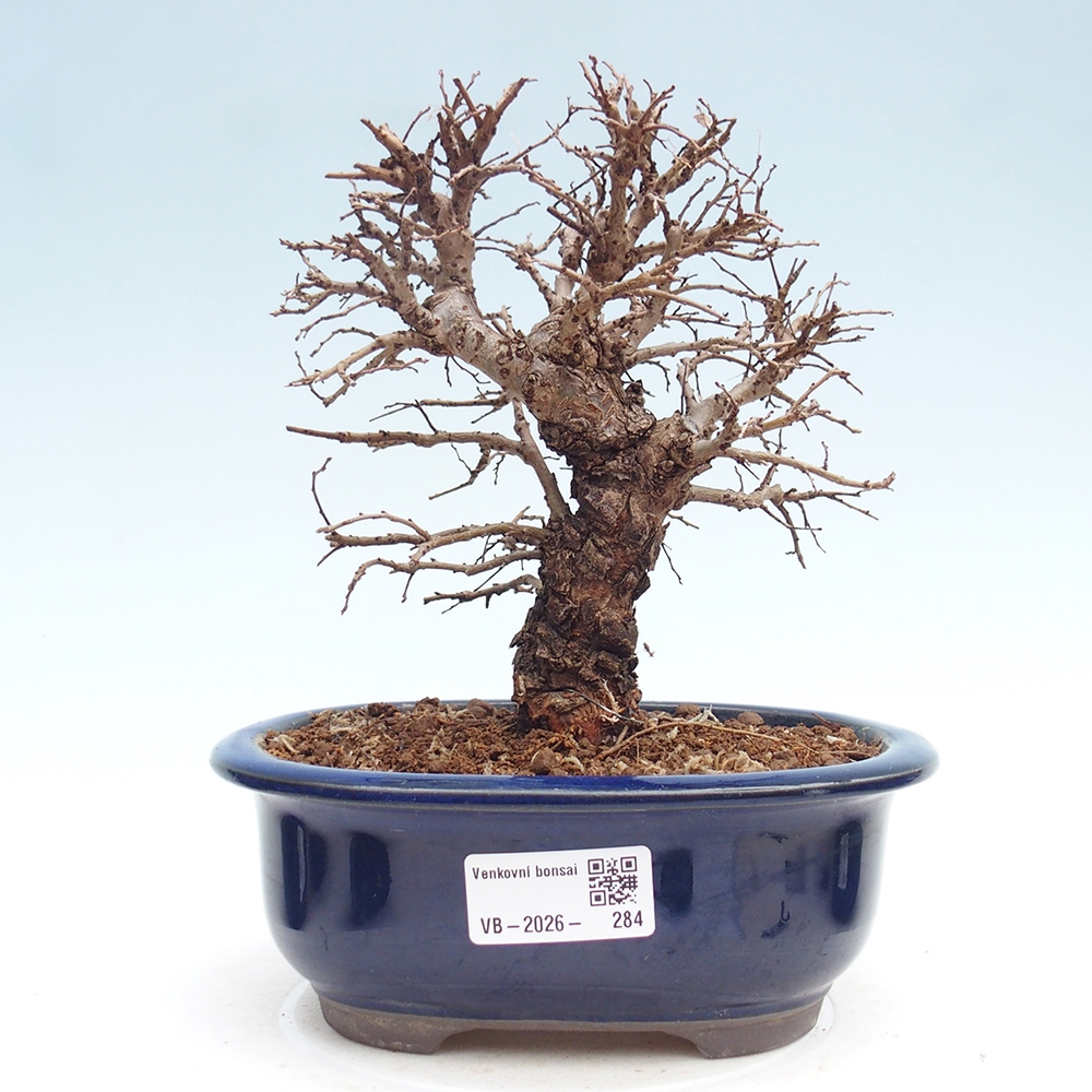 Outdoor bonsai - Zelkova - Zelkova NIRE