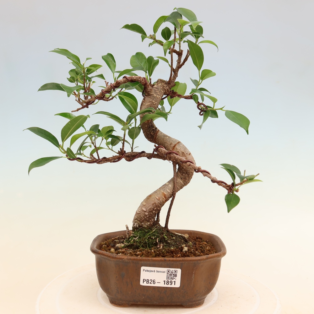 Room bonsai - Ficus retusa - small-leaved ficus