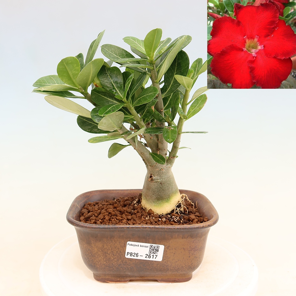 Indoor Bonsai - Adenium obesum Red Star - Desert Rose