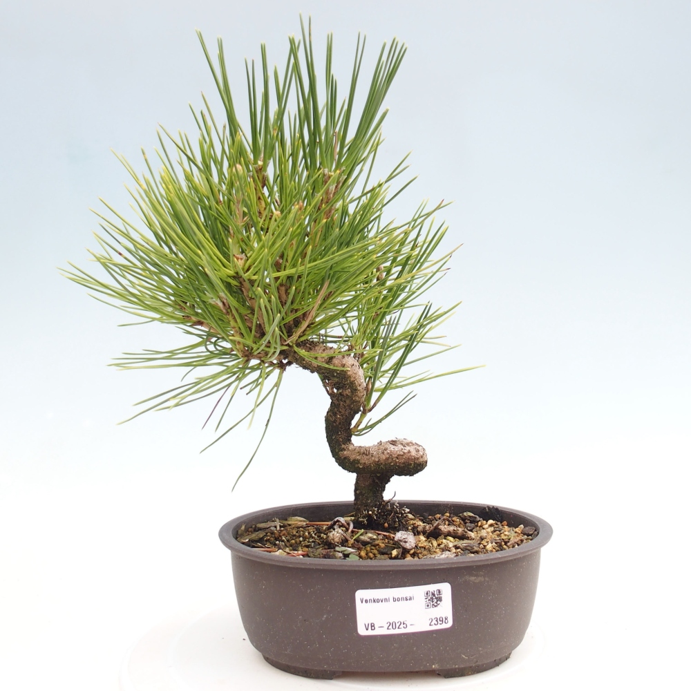 Outdoor bonsai - Pinus thunbergii - Thunbergia pine