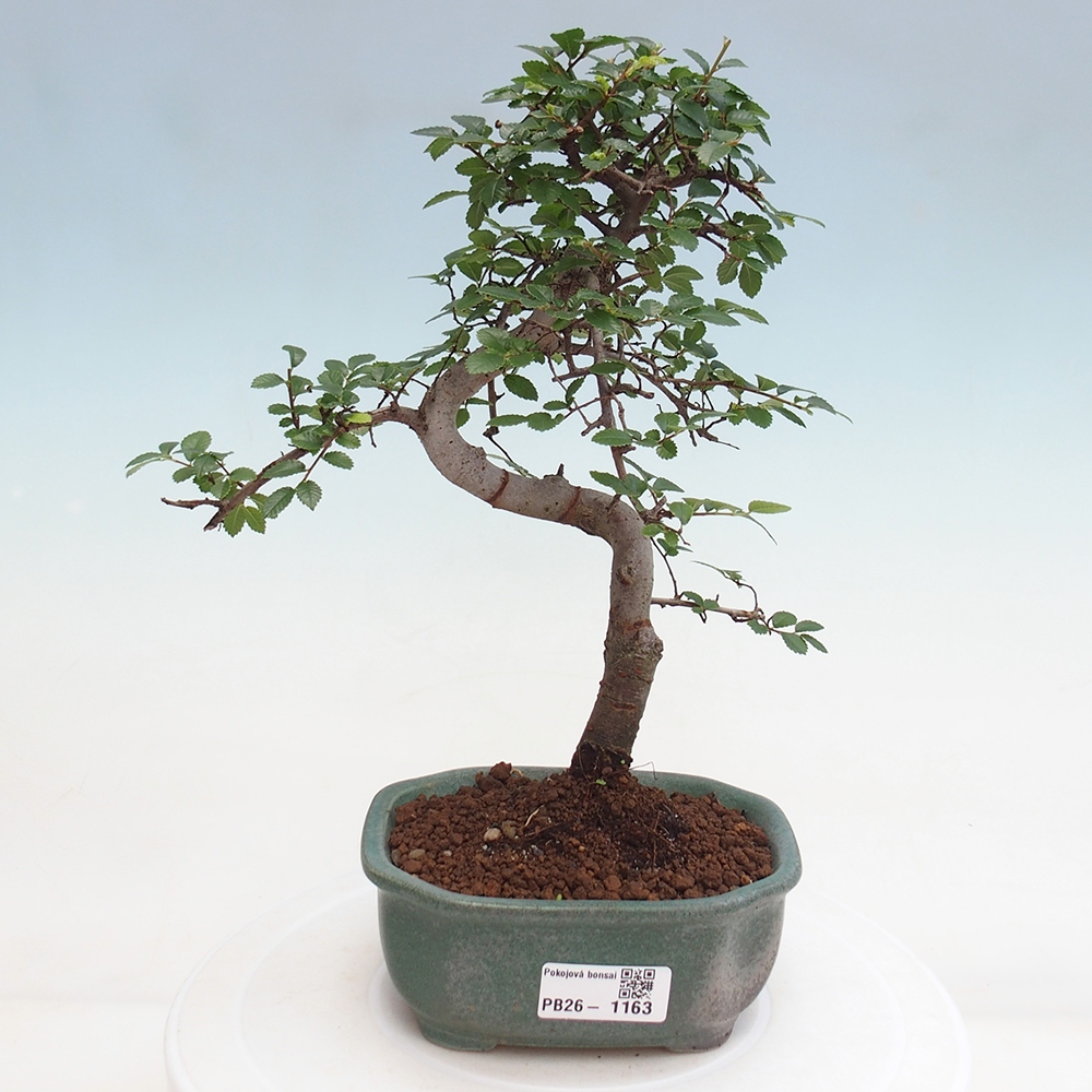 Room bonsai - Ulmus parvifolia - Small-leaved elm