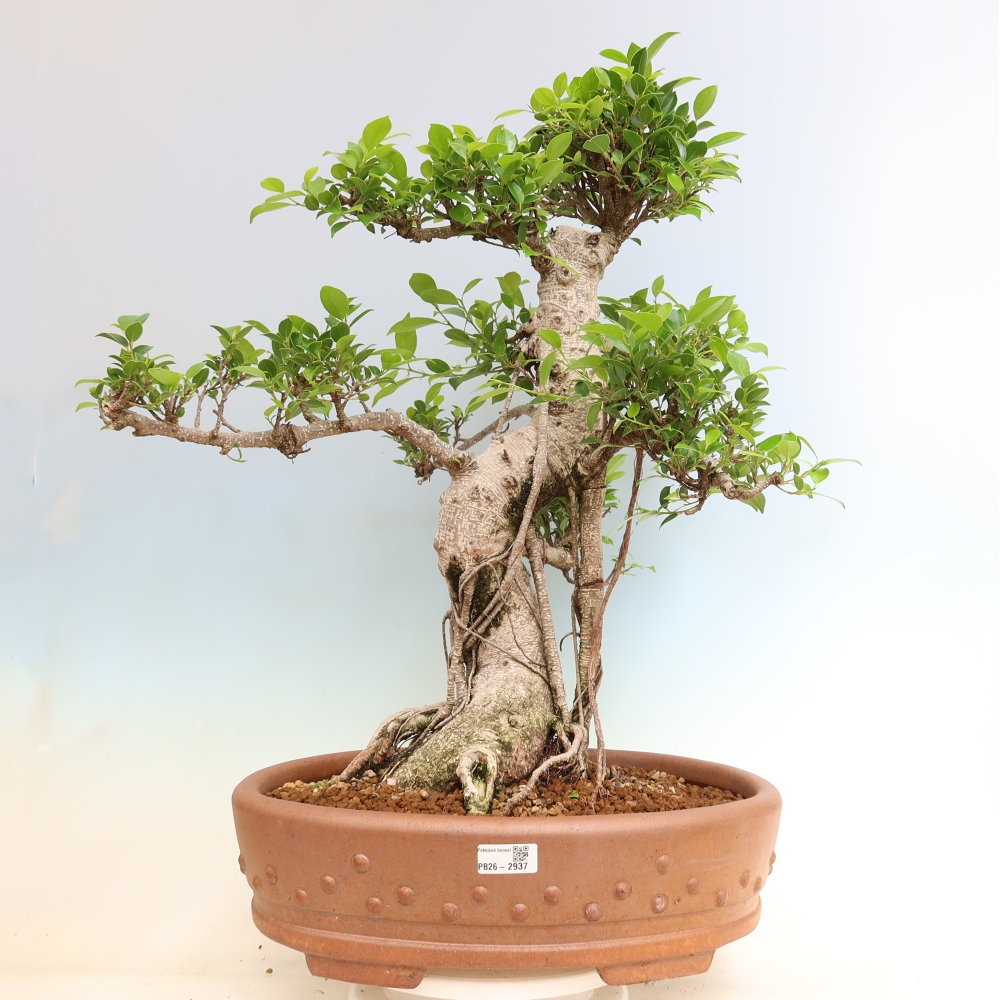 Room bonsai - Ficus kimmen - small-leaved ficus