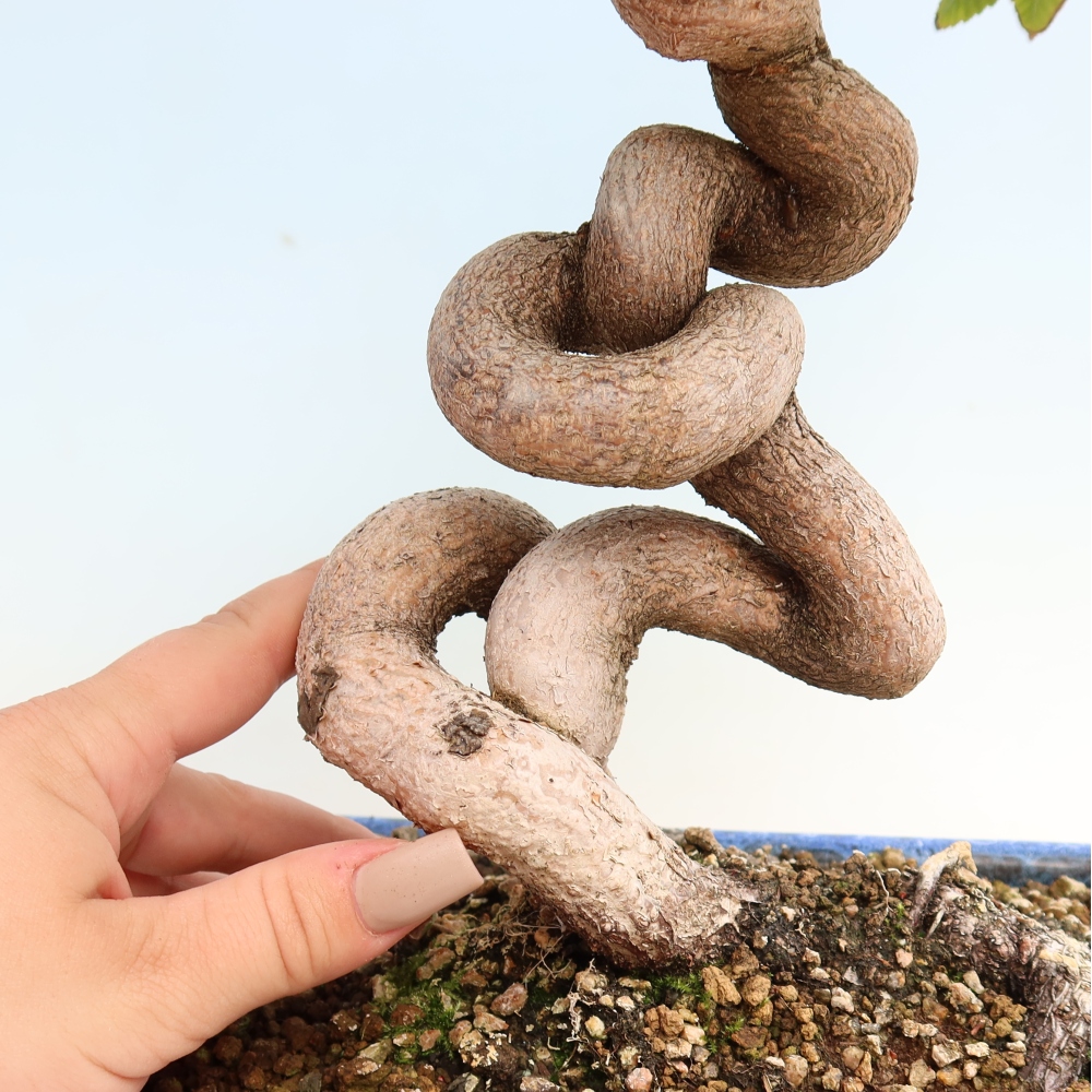 Outdoor bonsai -Carpinus CARPINOIDES - Korean Hornbeam