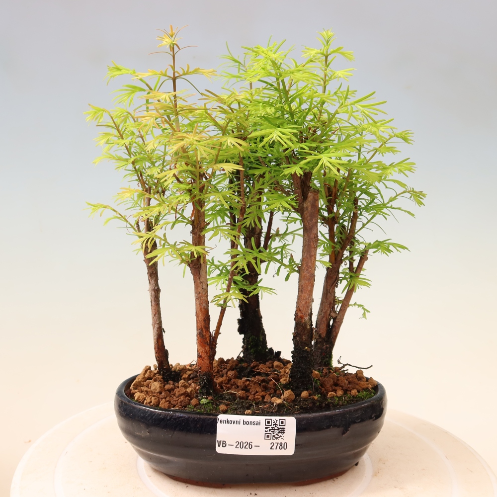 Outdoor Bonsai - Metasequoia glyptostroboides - Chinese Metasequoia - Grove