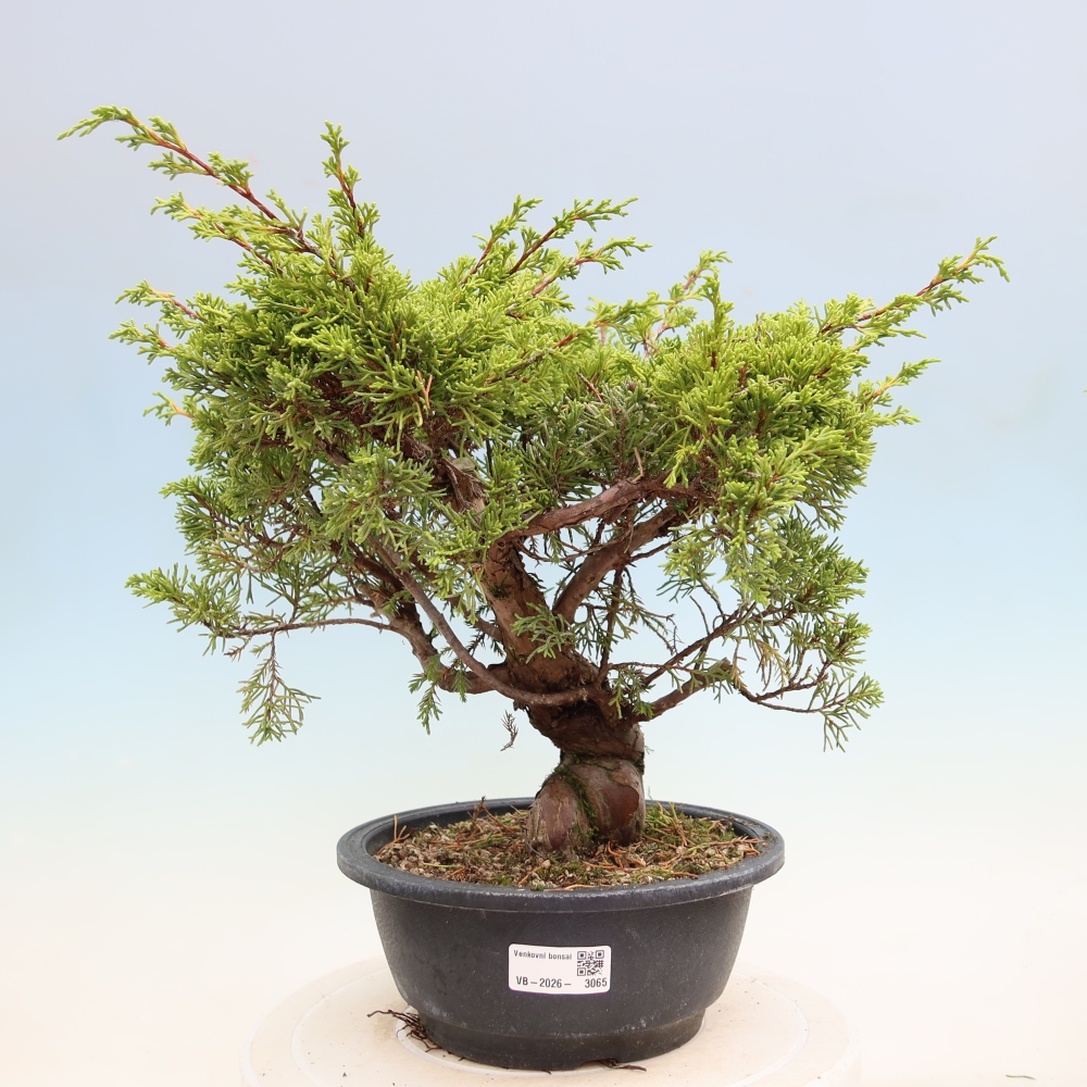 Outdoor Bonsai - Juniperus chinensis Itoigawa - Chinese Juniper